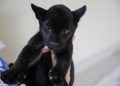 Nuevo inquilino del Centenario: nace una cría de jaguar negro, especie en peligro de extinción / El alcalde Renán Barrera destaca la importancia del acontecimiento y convoca a niñas y niños para ponerle nombre al cachorro