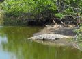 Profepa impondrá medidas de restitución tras la destrucción de un bosque de mangle mediante uso de maquinaria pesada en Nayarit para construir granja camaronera