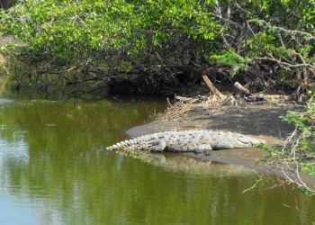 Profepa impondrá medidas de restitución tras la destrucción de un bosque de mangle mediante uso de maquinaria pesada en Nayarit para construir granja camaronera