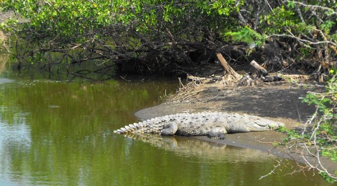 Profepa impondrá medidas de restitución tras la destrucción de un bosque de mangle mediante uso de maquinaria pesada en Nayarit para construir granja camaronera