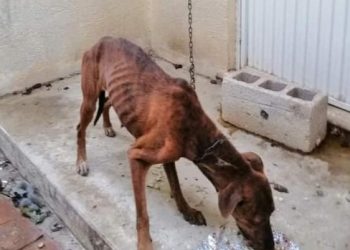 Una perrita, llamada “Lía”, que “era maltratada por su propietaria” fue rescatada por el ayuntamiento de Mérida gracias al reporte de los vecinos