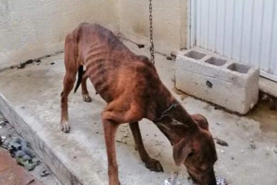 Una perrita, llamada “Lía”, que “era maltratada por su propietaria” fue rescatada por el ayuntamiento de Mérida gracias al reporte de los vecinos