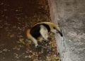 Un oso hormiguero apareció la noche lluviosa del viernes en el fraccionamiento Jardines del Norte / Piden a vecinos reportarlo si lo ven para que sea rescatado
