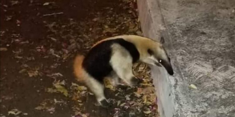 Un oso hormiguero apareció la noche lluviosa del viernes en el fraccionamiento Jardines del Norte / Piden a vecinos reportarlo si lo ven para que sea rescatado