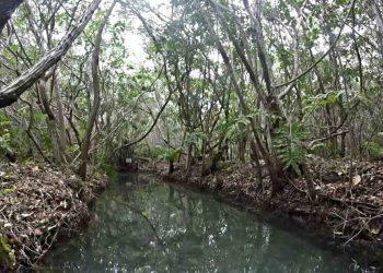 Importante establecer acciones enfocadas a recuperar los ecosistemas de manglar en Mérida dice especialista