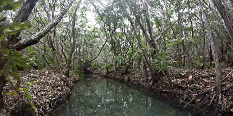 Importante establecer acciones enfocadas a recuperar los ecosistemas de manglar en Mérida dice especialista