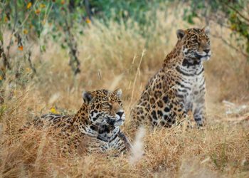 Liberó Semarnat en Quintana Roo a dos ejemplares de jaguar hembra que fueron rescatadas hace cuatro años en Calakmul