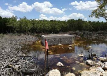 Continúa ecocidio en Yucatán: involucrado el Ayuntamiento de San Felipe y la alcaldesa Juana Baltazar / Ante inacción de la Profepa, continúan destruyendo el mangle con total impunidad