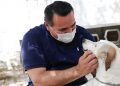 El alcalde de Mérida Renán Barrera Concha aseguró que desde el inicio de su administración se comprometió a fortalecer la protección de los animales, con medidas que contribuyan a mejorar sus condiciones de vida