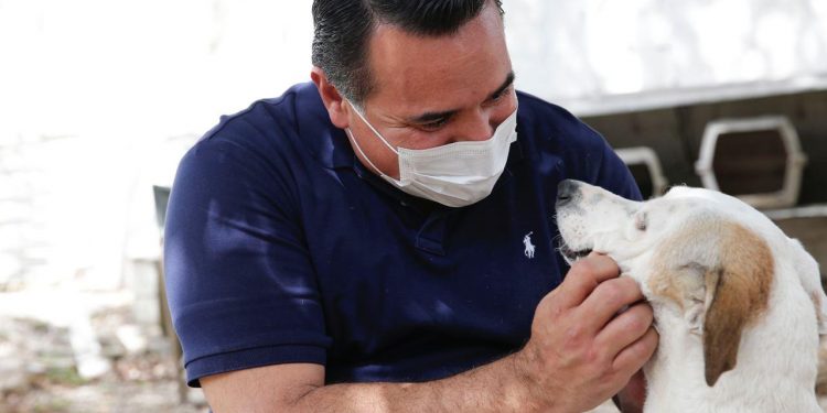 El alcalde de Mérida Renán Barrera Concha aseguró que desde el inicio de su administración se comprometió a fortalecer la protección de los animales, con medidas que contribuyan a mejorar sus condiciones de vida