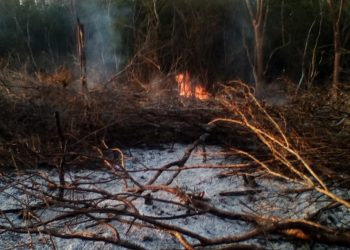 Vandalismo en Chocholá en los terrenos donde ejidatarios laboran con financiamiento del programa federal “Sembrando Vida”: señalan a personas vinculadas con la comisaria Maritoña Flores Rosado