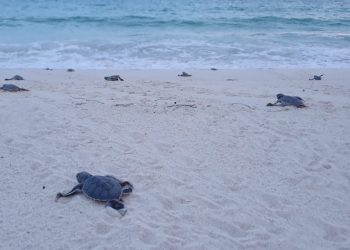 Señor gobernador Carlos Joaquín: si el municipio de Tulum pretende desarrollar más de 1500 habitaciones en Xcacel, usted está obligado a rescatarlo, para las tortugas y para los quintanarroenses: Grupo Gema