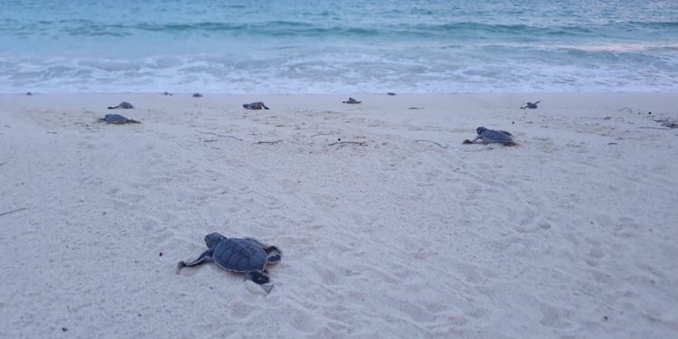 Señor gobernador Carlos Joaquín: si el municipio de Tulum pretende desarrollar más de 1500 habitaciones en Xcacel, usted está obligado a rescatarlo, para las tortugas y para los quintanarroenses: Grupo Gema