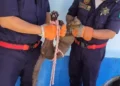 Bomberos de la SSP informaron que el Jaguarundi fue entregado a la Procuraduría de Protección al Ambiente / El animal habría mordido a una mujer de la tercera edad en Las Águilas