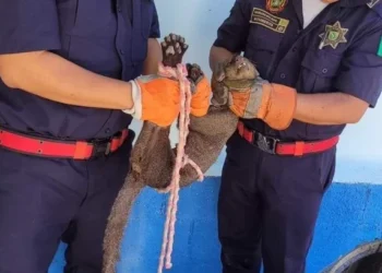 Bomberos de la SSP informaron que el Jaguarundi fue entregado a la Procuraduría de Protección al Ambiente / El animal habría mordido a una mujer de la tercera edad en Las Águilas