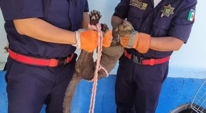 Bomberos de la SSP informaron que el Jaguarundi fue entregado a la Procuraduría de Protección al Ambiente / El animal habría mordido a una mujer de la tercera edad en Las Águilas