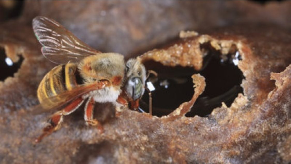 Hay recompensa: Dos colmenas de abejas meliponas fueron robadas la madrugada del jueves en el meliponario del Parque Ecológico Metropolitano del Sur Yuumtsil