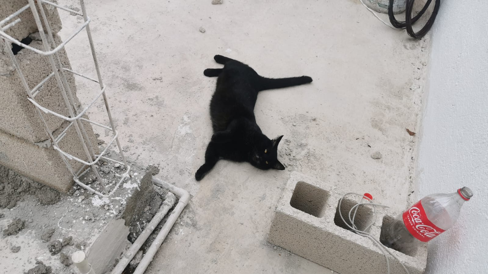 Mérida vive una verdadera crisis de perros y gatos sin hogar y se requieren políticas públicas urgentes y una nueva cultura entre la sociedad