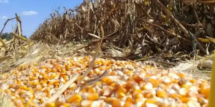 Granos importados “baratos” y carne importada de Brasil ponen en aprietos al campo mexicano / Incertidumbre y entorno de precios inestable para el ganado mayor