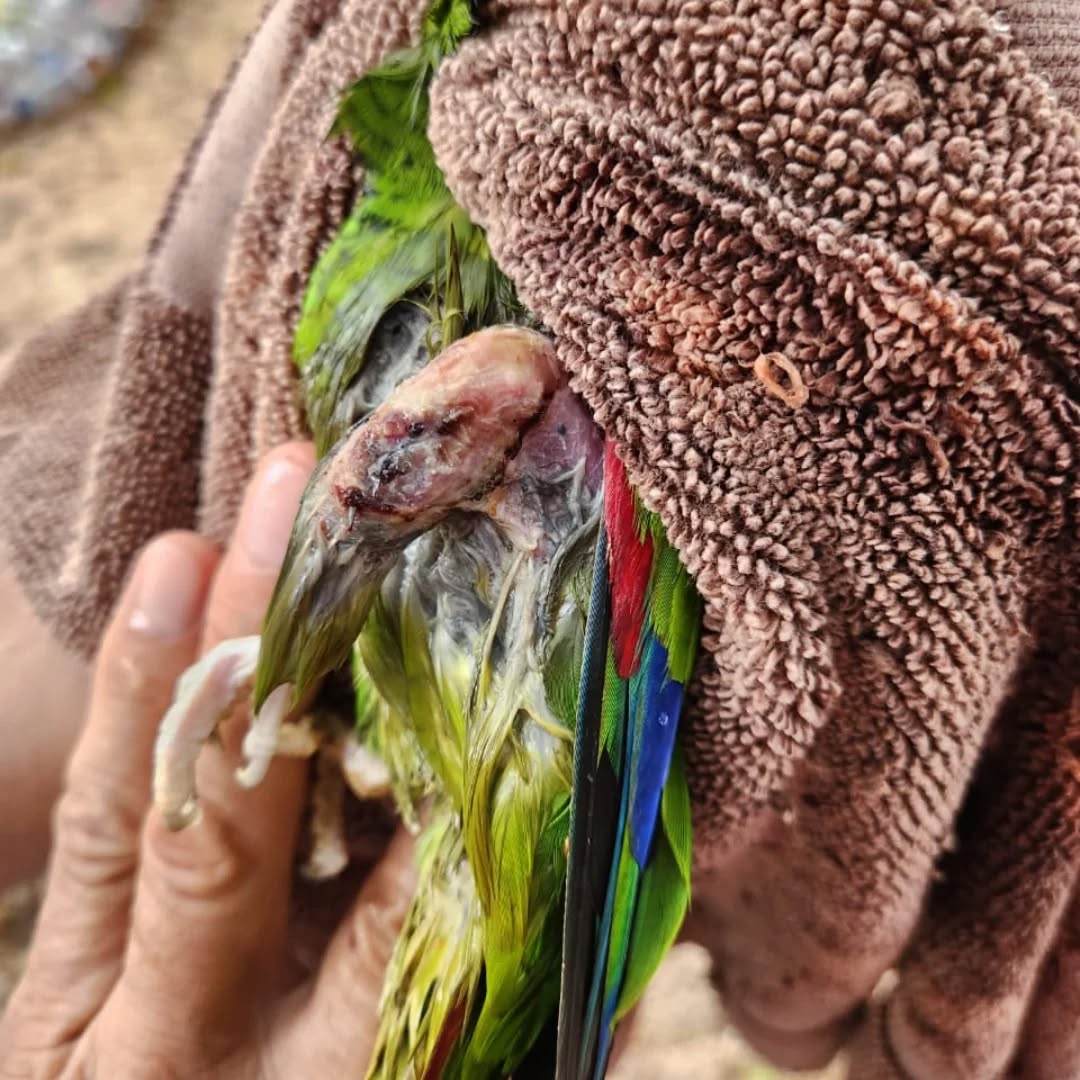 Dos loros con graves lesiones fueron recibidos en el Proyecto Santa María: un loro cachetes amarillos y un de loro frente blanca
