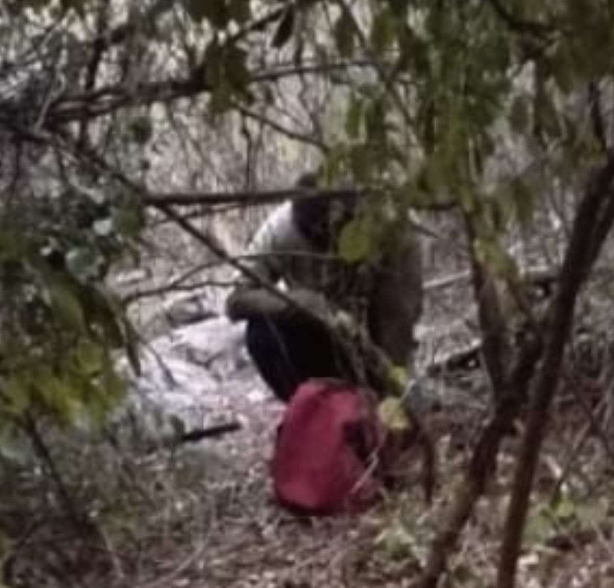 Encuentran a abuelito extraviado de Santa Gertrudis Copó en terreno entre la vegetación tras reporte ciudadano