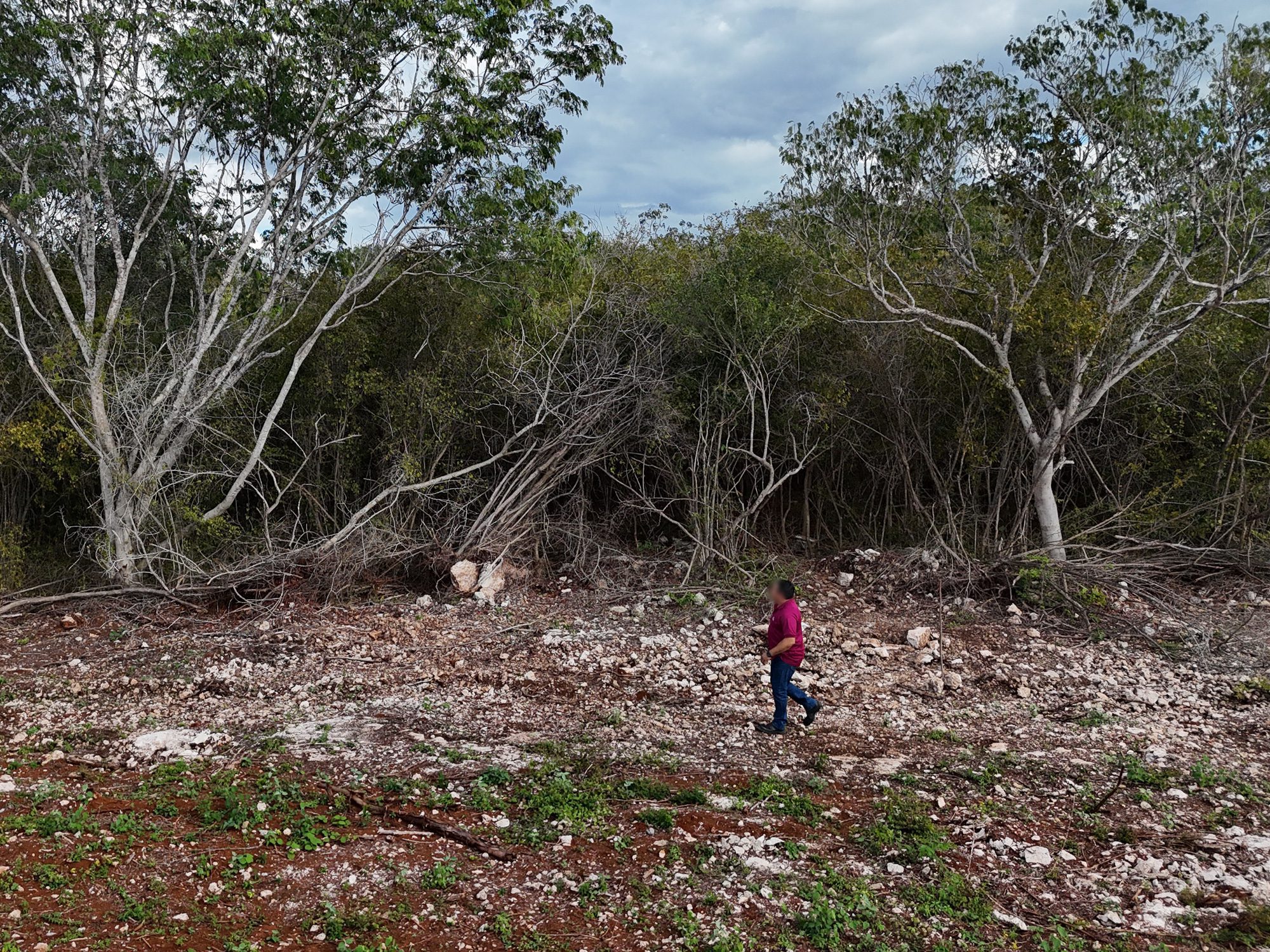 Profepa clausura obras en granja avícola de Hoctún, Yucatán, por cambio ilegal de uso de suelo en terrenos forestales