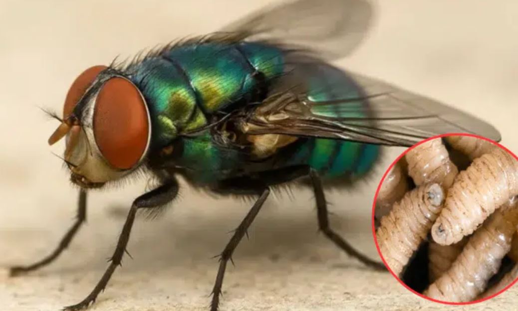 Dos personas nuevas infectadas por el gusano barrenador en Yucatán / Un hombre, de 60 años de edad, originario de Tixpéhual y otro de Motul de 76