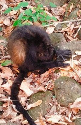 Confirman muerte de un mono saraguato a causa del gusano barrenador del ganado en Chiapas