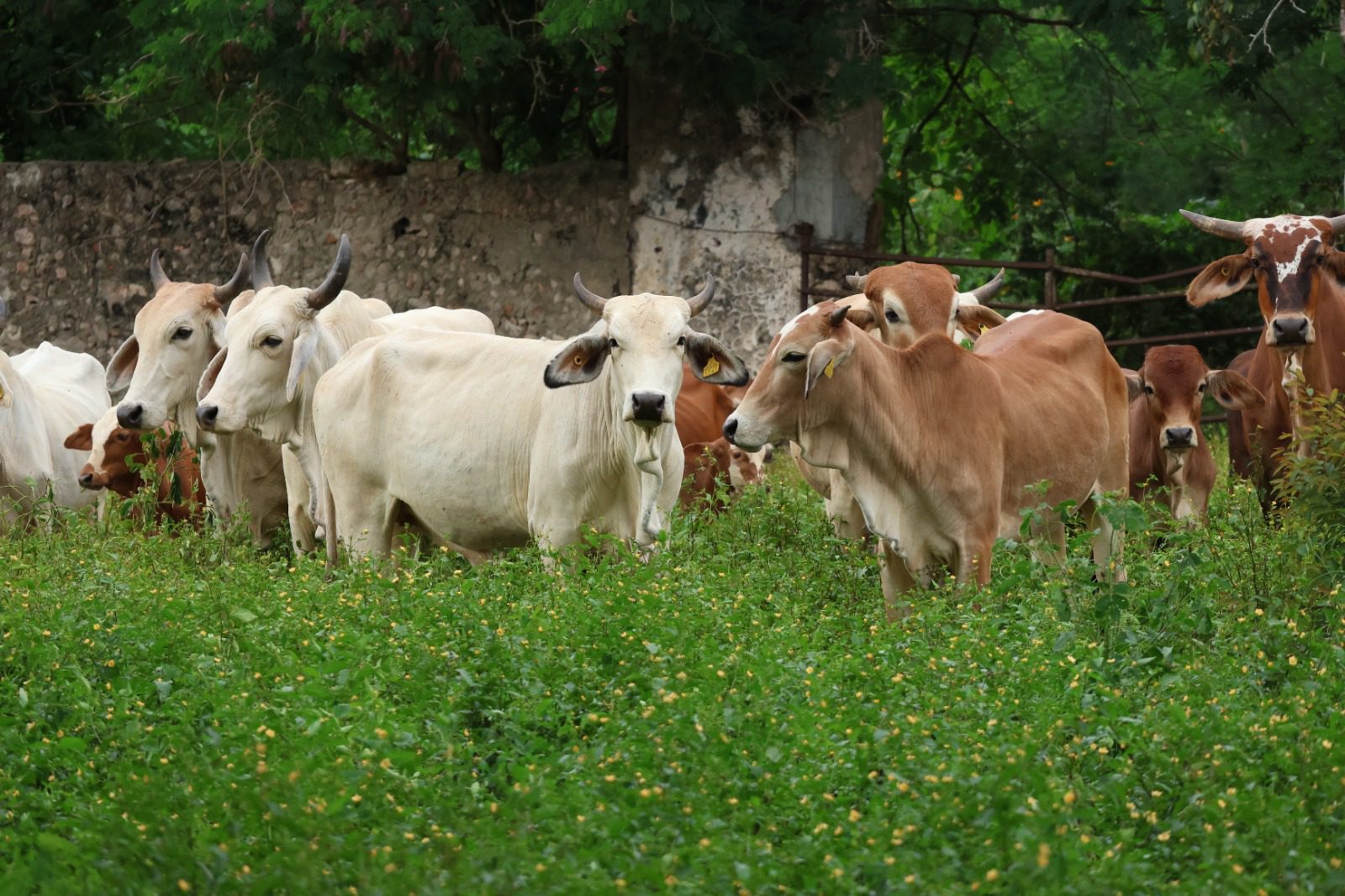 Seder informó que se registraron 39 nuevos casos de gusano barrenador del ganado en el estado / Cero muertes de animales infectados por gusano barrenador