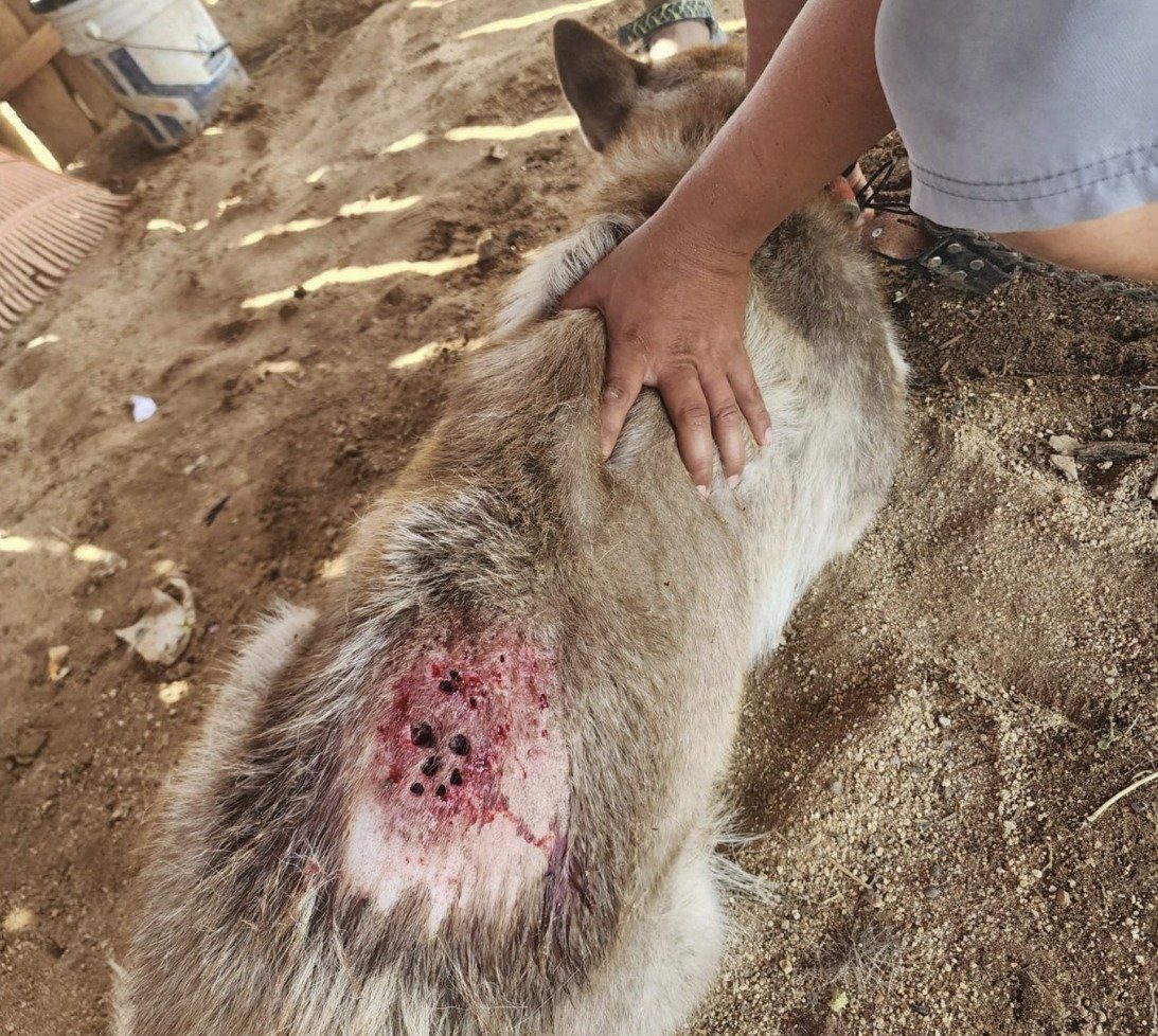 El gobierno estatal informa de 11 nuevos casos de gusano barrenador, para un acumulado de 1,598, de los cuales 42 se mantienen activos y 1,556 se reportan curados