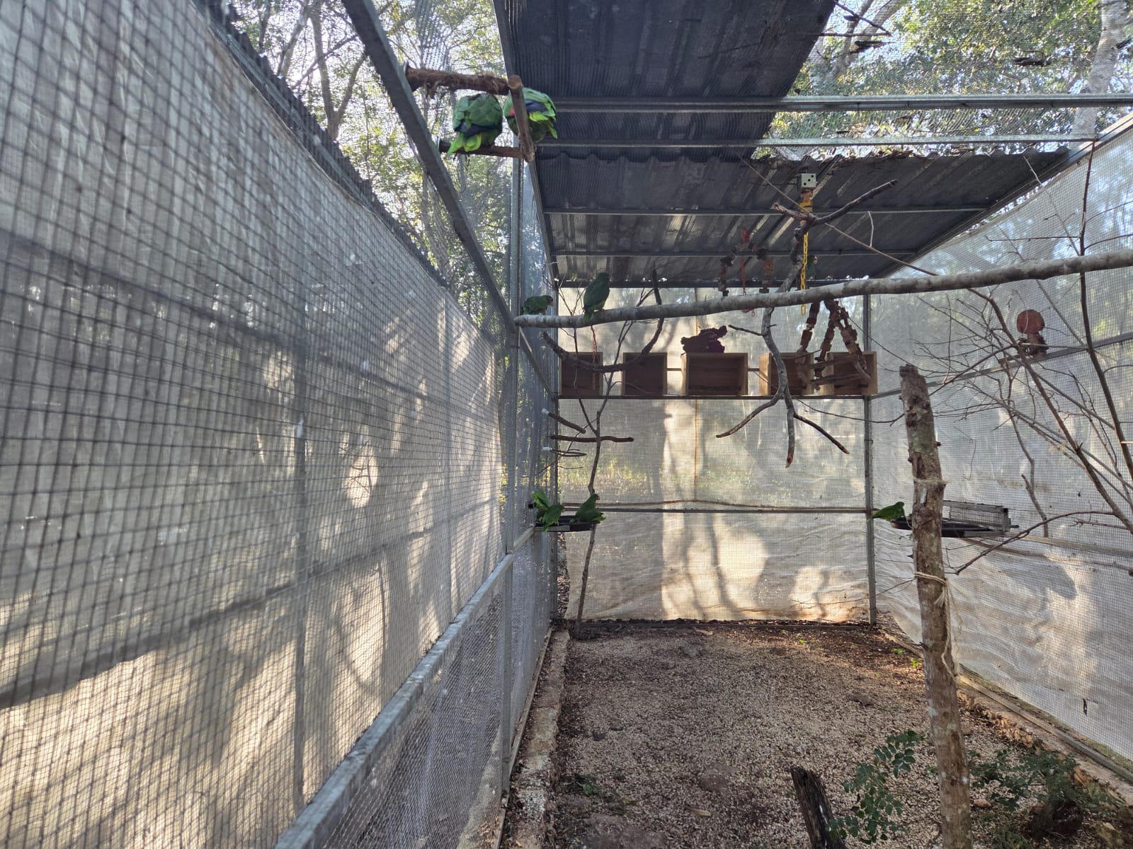 Proyecto Santa María trabaja a marchas forzadas para resguardar a los loros en rehabilitación del intenso frío y de las corrientes de aire gélido