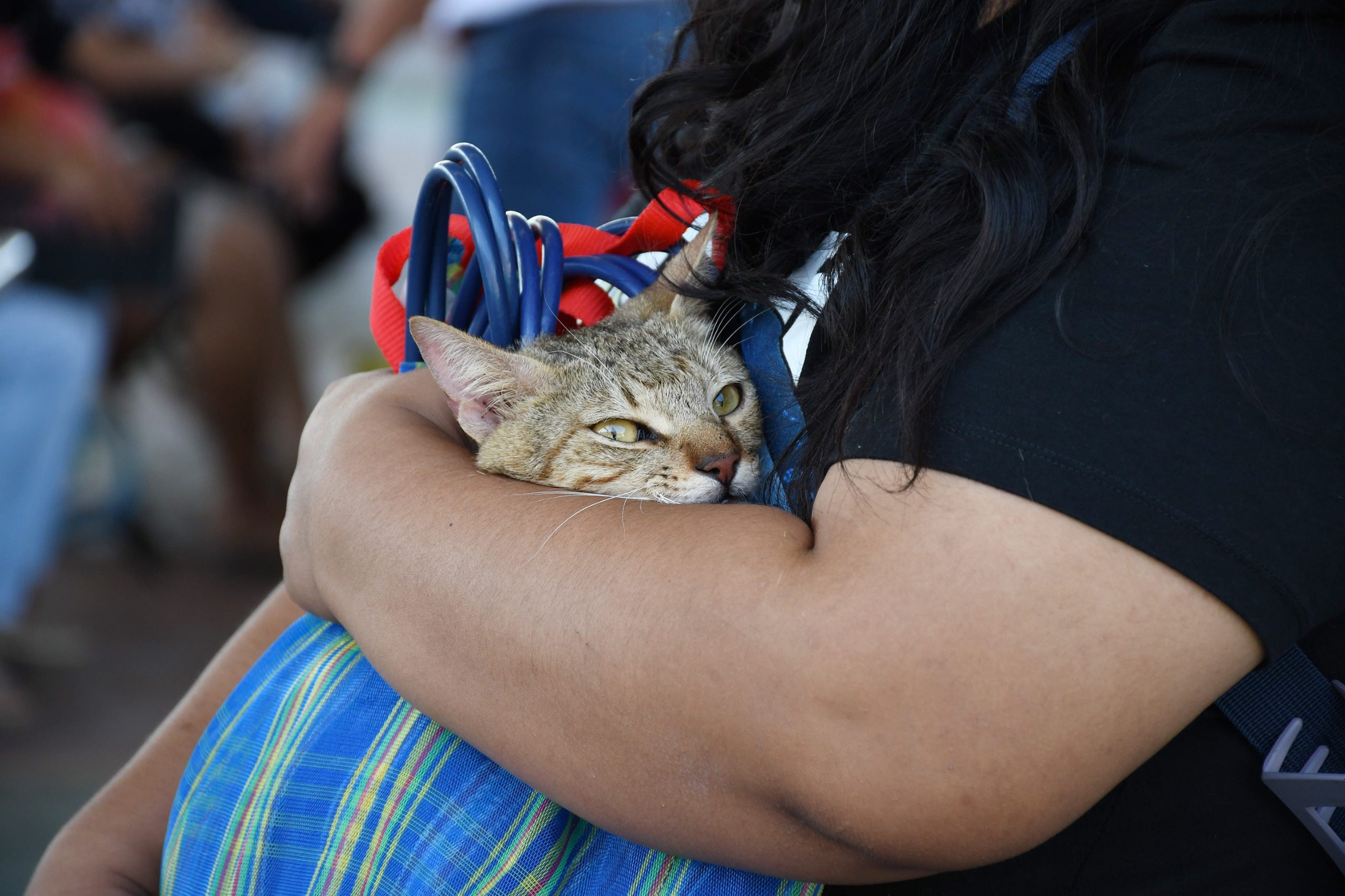 Secretaría de Salud de Yucatán puso en marcha la Semana Nacional de Vacunación Antirrábica Canina y Felina 2026