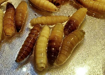 Una septuagenaria, originaria de Mérida, víctima del abandono social, fue atendida clínicamente por padecer de miasis por Gusano Barrenador del Ganado