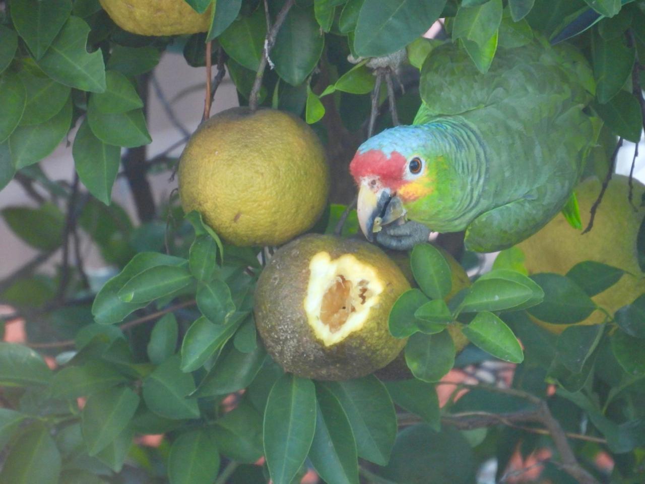 Se buscan muralistas para el nuevo Módulo de Atención Veterinaria para Aves Silvestres ubicado en el interior del Parque Ecológico Metropolitano Yu’umtsil