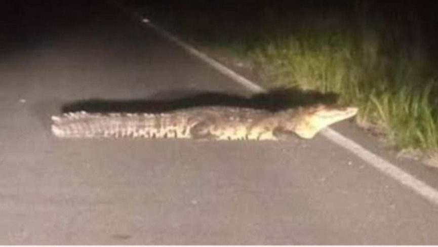 Se toparon con un cocodrilo de frente en la carretera / Policías iba muy rápido y para evitar chocar con el lagarto terminaron en la ciénega