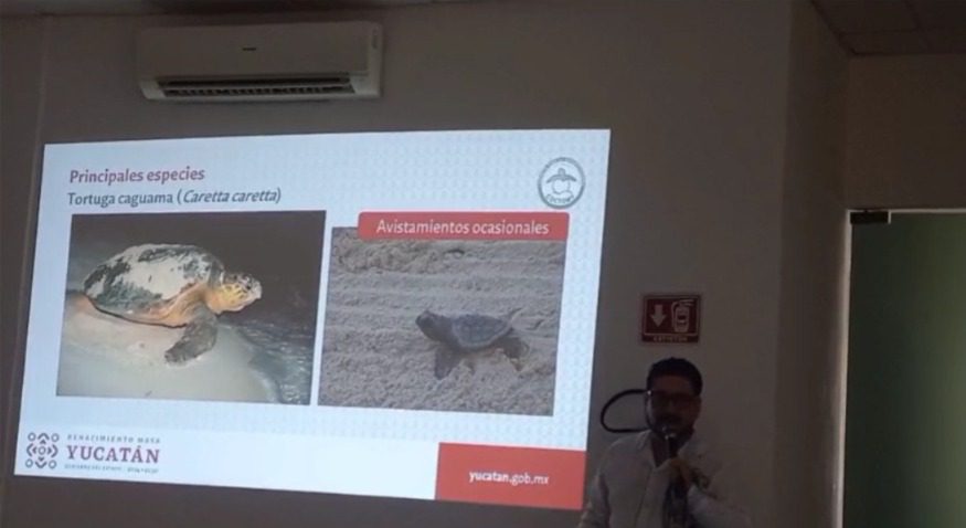 5 especies de tortugas marinas en peligro en Yucatán por pérdida de playas a consecuencia del acelerado desarrollo inmobiliario / Construcciones de propietarios de predios veraniegos también afectan