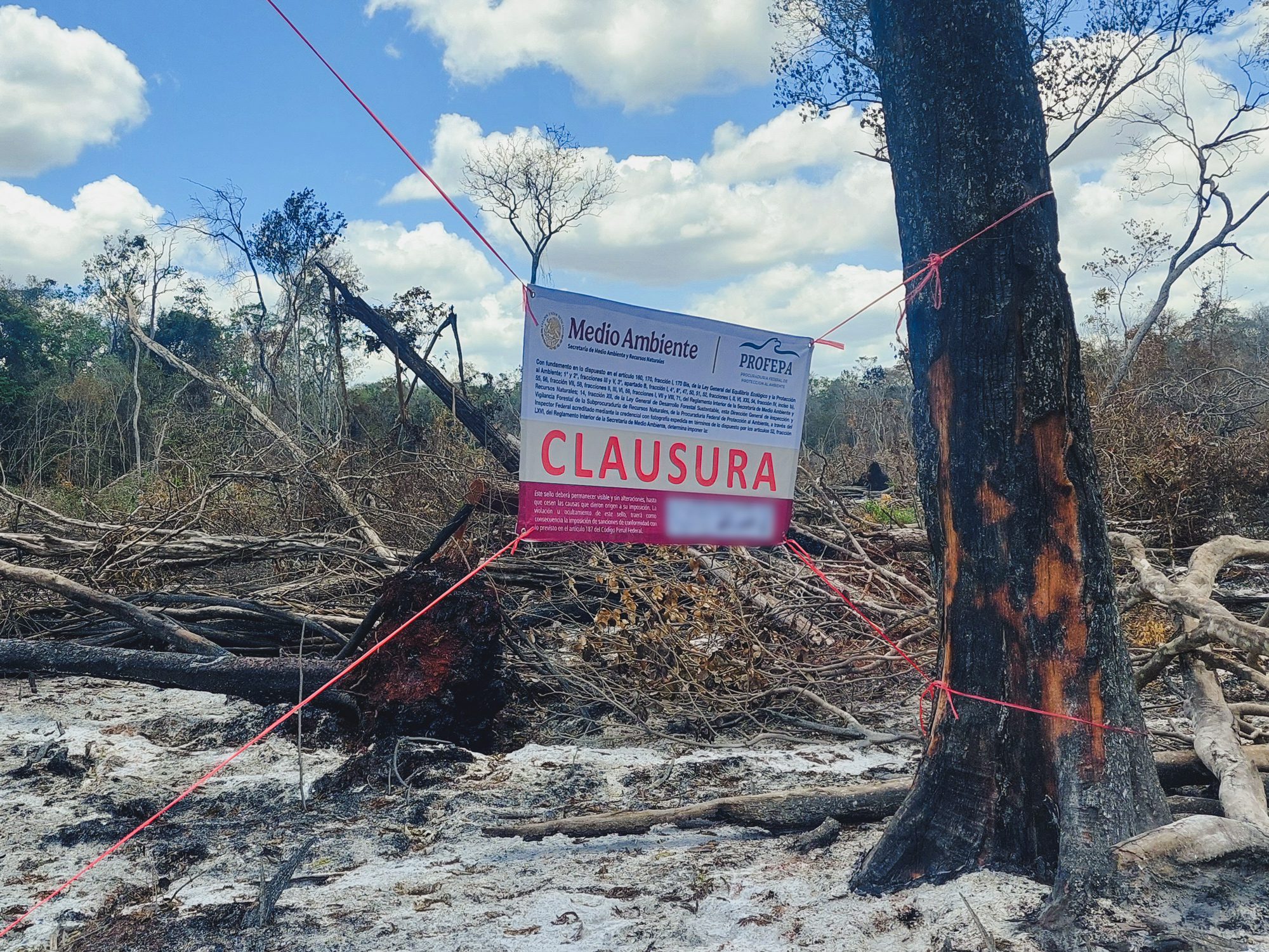 Clausura Profepa más de 54 hectáreas en Campeche por actividades ilegales de cambio de uso de suelo