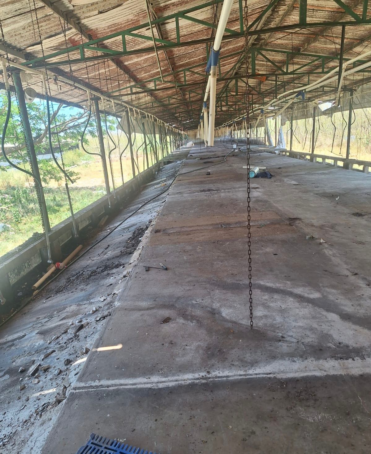 Profepa informó “que se ha cumplido con el retiro total de cerdos de la porcícola Pecuaria Peninsular, en Santa María Chi”