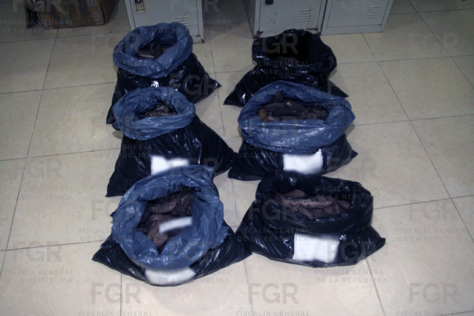 Vinculación a proceso por posesión de pepino de mar en Progreso / Transportaban en su vehículo 77 kilos de dicha especie marina