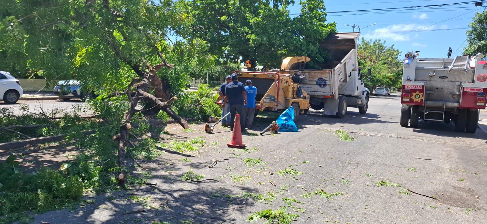 Cae un árbol de Neem ubicado sobre la avenida 24 de la colonia Alemán, frente al mercado y la zona de puestos de comida / Ayuntamiento de Mérida atiende el incidente