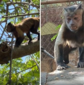 En el Centenario se escapó un mono capuchino y se dio un paseo por los árboles del zoológico / Fue capturado posteriormente, informó el Ayuntamiento de Mérida