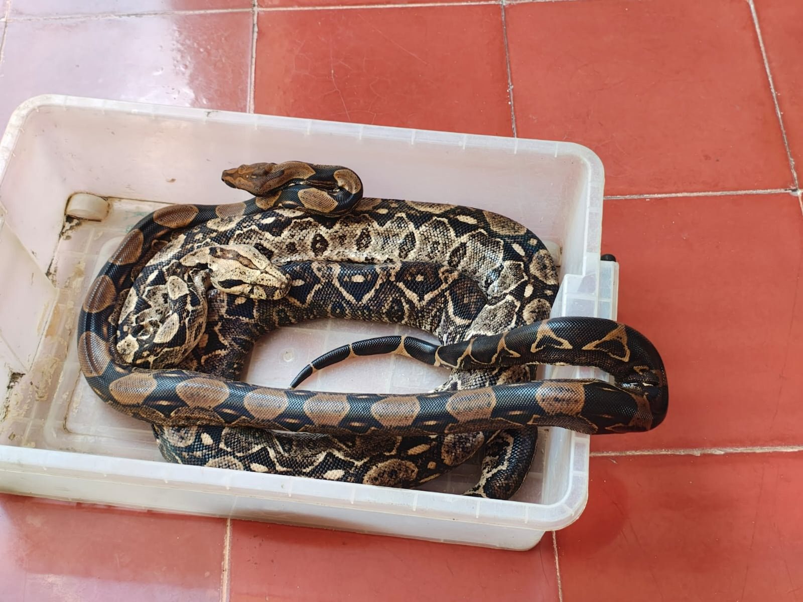 Emite SSY recomendaciones para prevenir mordeduras de serpiente: llama a mantener patios limpios, evitar la acumulación de objetos