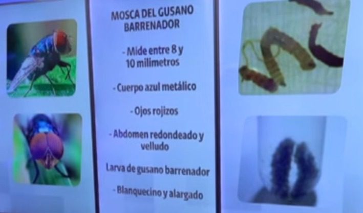 En México ya se detectó cerca de 27 mil 600 casos confirmados de gusano barrenador en mascotas, ganado y animales silvestres, problemática distribuida en 14 entidades federativas