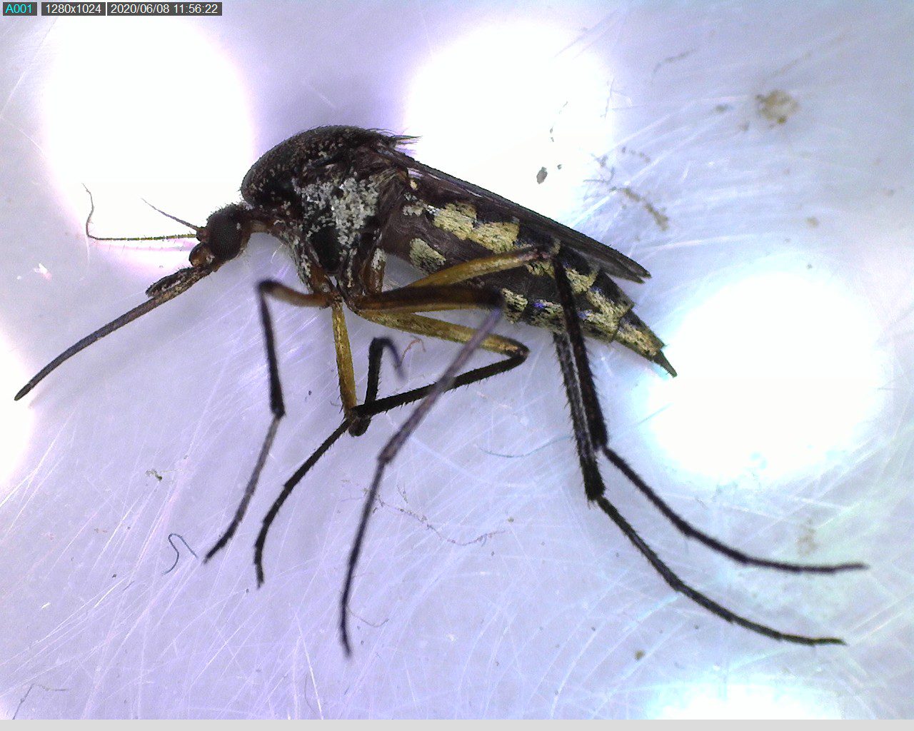 No todos son mosquitos: importante que la población conozca las diferencias entre las especies que generan únicamente molestias y aquellas que sí pueden transmitir enfermedades