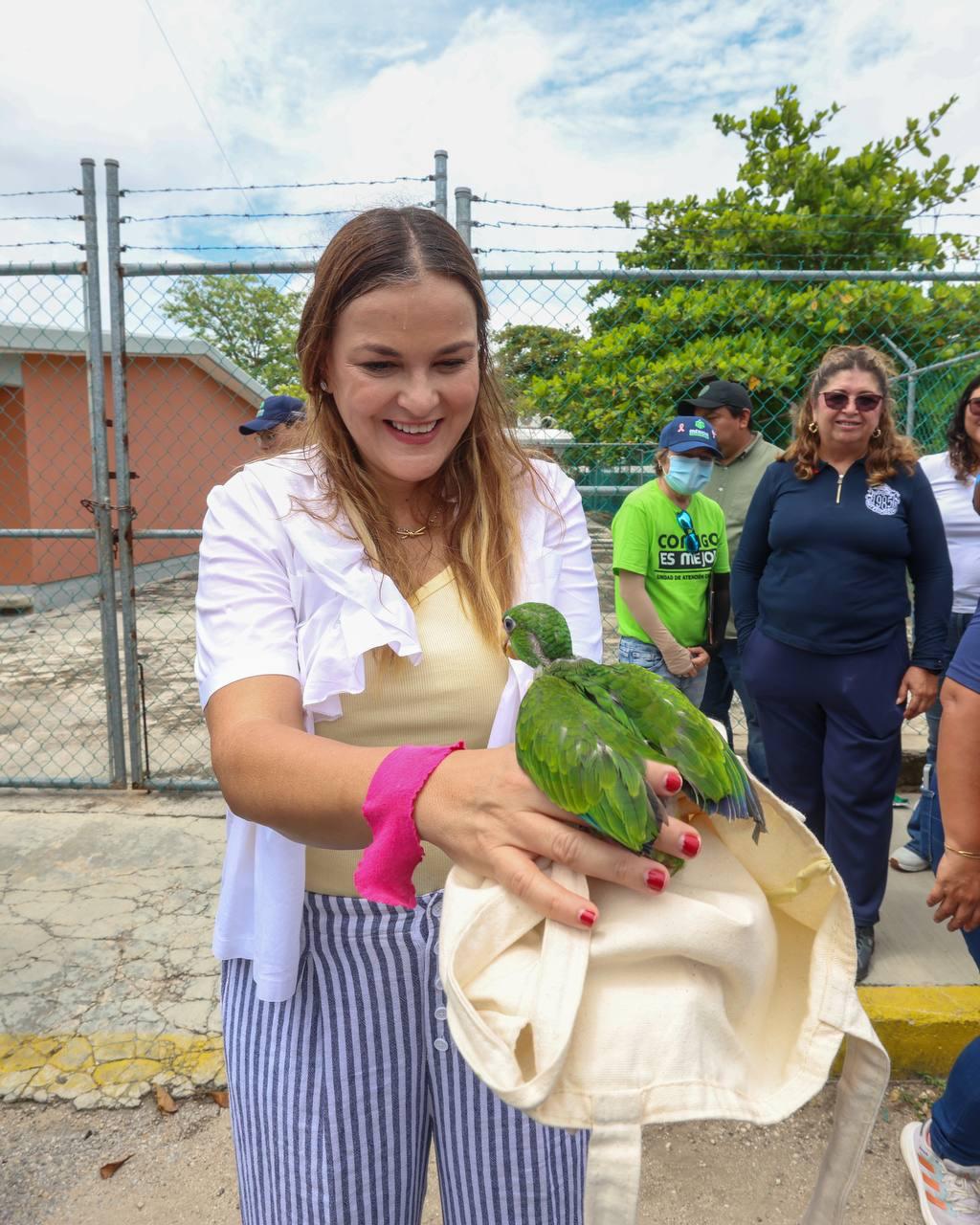Ciudadano entregó a la presidenta municipal de Mérida, Cecilia Patrón Laviada, un lorito que había encontrado tras caer de su nido