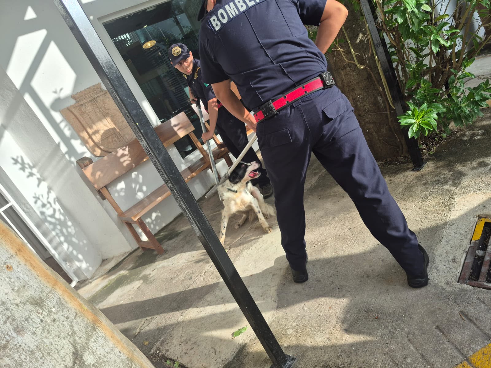 En la colonia Maya un perro muy agresivo que mordió a varias personas en la colonia Maya o con posible rabia fue capturado por la Secretaría de Seguridad Pública