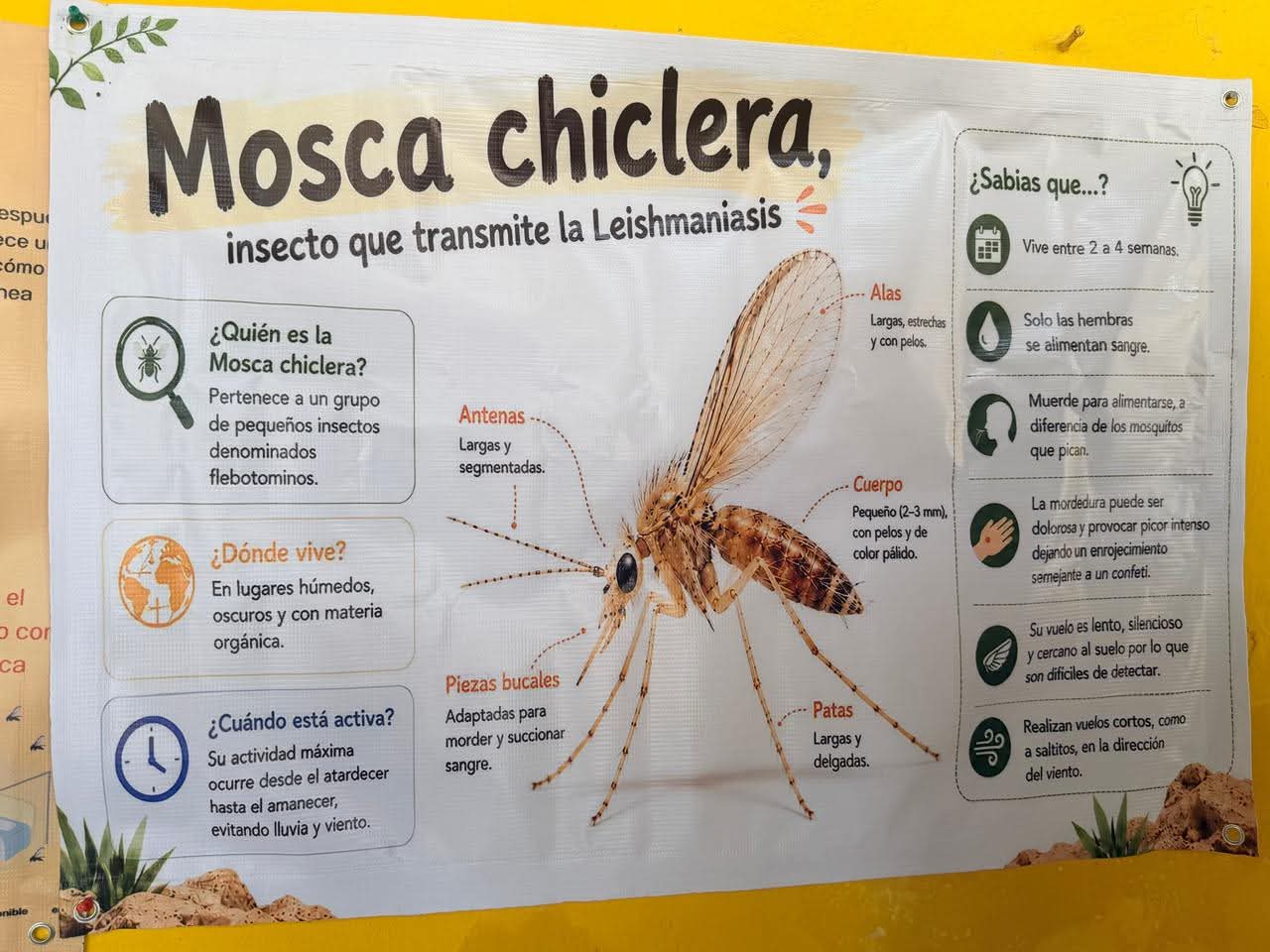 México enfrenta un brote de leishmaniasis, con 400 casos confirmados en lo que va del año, cuadruplicando la cifra registrada en 2025