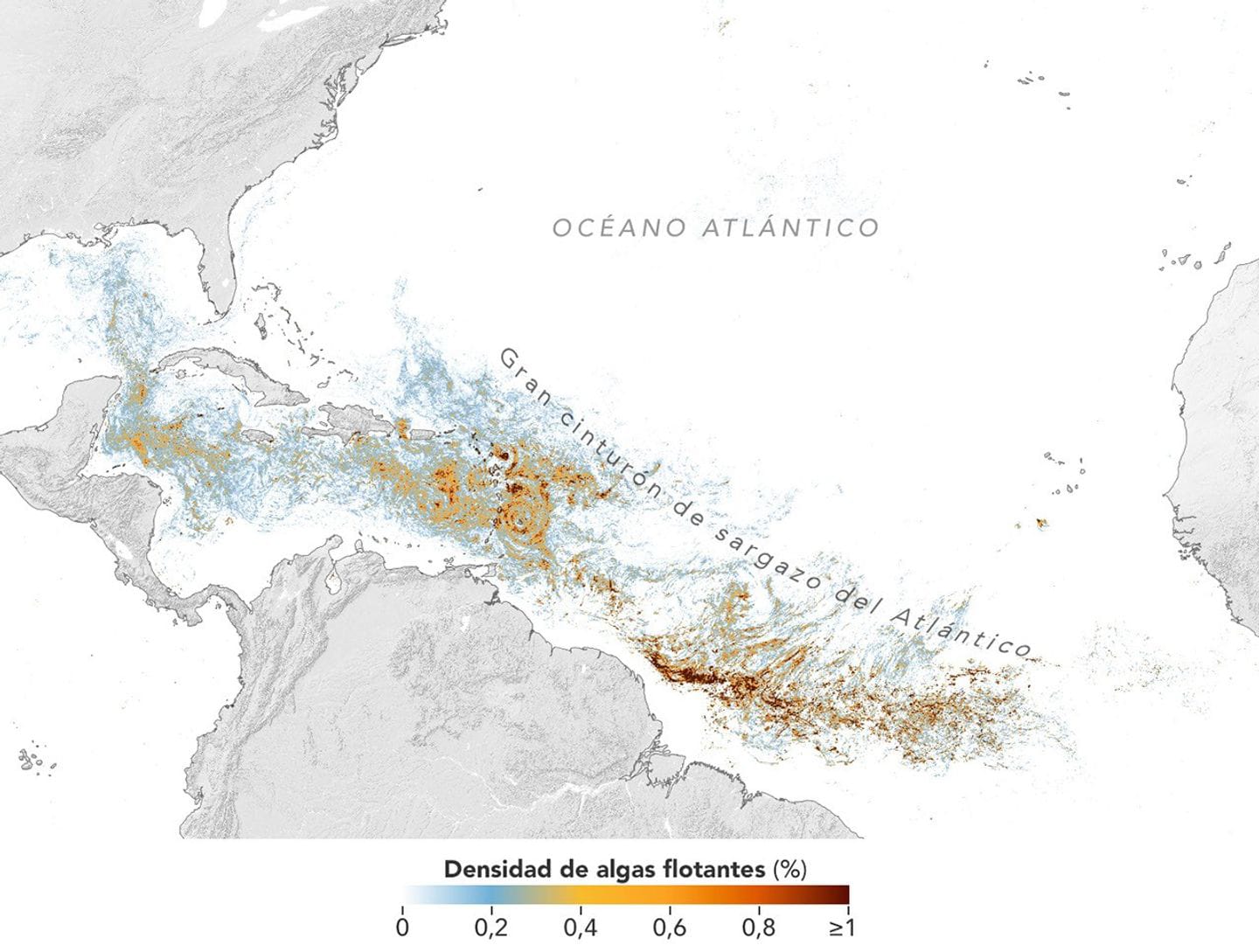 El acelerado crecimiento del cinturón de sargazo del Atlántico pone en grave riesgo los arrecifes de coral, y en general, la vida del océano