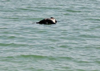Un hombre que realizaba actividades de buceo murió presuntamente ahogado y su cuerpo recaló en la playa frente al club Kokomo