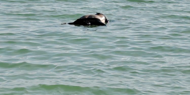 Un hombre que realizaba actividades de buceo murió presuntamente ahogado y su cuerpo recaló en la playa frente al club Kokomo